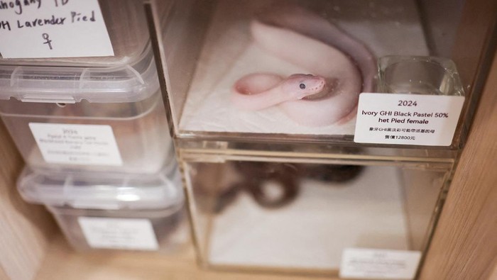 Snakes can be seen at Pythonism, a pet store, that offers customers an opportunity to enjoy the company of snakes while sipping coffee, ahead of the upcoming Lunar New Year, which will usher in the Year of the Snake, in Taipei, Taiwan January 23, 2025. REUTERS/Ann Wang