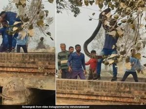 Vishal Tangkap Ular Raksasa Pakai Tangan, Warga Ketakutan