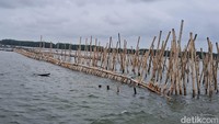 Pagar laut yang akan dibongkar sepanjang 3,3 km milik PT Tunas Ruang Pelabuhan Nusantara (TRPN)/Foto: Andi Hidayat