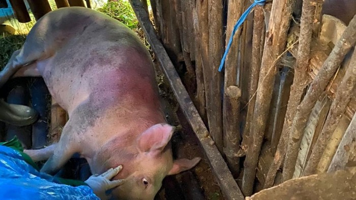 Puluhan babi mati mendadak di Tosari, Pasuruan