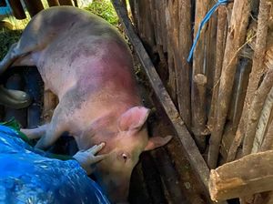 70 Babi Ternak di Pasuruan yang Mati Mendadak Perutnya Biru