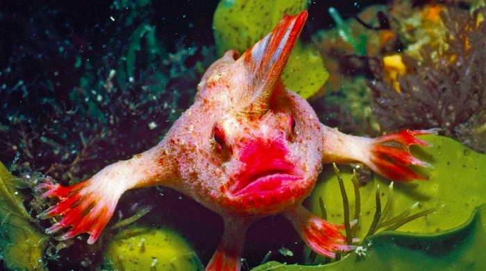 Ikan tangan merah (handfish) terancam punah