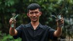 Intip Peluang Cuan Budi Daya Lobster Air Tawar
