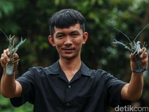 Awalnya Iseng Cari Hewan Peliharaan, Pria Ini Malah Jadi Juragan Lobster