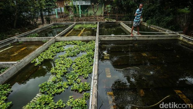 Budi daya lobster menjadi salah satu pilihan bisnis yang menjanjikan. Permintaan pasar yang banyak membuat tekat Putra asal Bekasi menekuni bidang lobster air tawar.