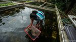 Intip Peluang Cuan Budi Daya Lobster Air Tawar