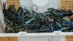 Intip Peluang Cuan Budi Daya Lobster Air Tawar