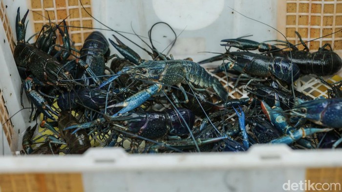 Budi daya lobster menjadi salah satu pilihan bisnis yang menjanjikan. Permintaan pasar yang banyak membuat tekat Putra asal Bekasi menekuni bidang lobster air tawar.