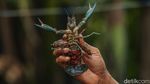 Intip Peluang Cuan Budi Daya Lobster Air Tawar