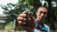 Putra menunjukkan lobster hasil budidaya di Setu, Kabupaten Bekasi. Sabtu (8/2/2024).