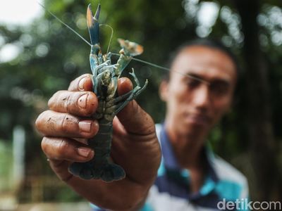 Intip Peluang Cuan Budi Daya Lobster Air Tawar