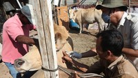 Dokter hewan dan petugas Dinas Pangan, Pertanian, Kelautan dan Perikanan Kota Banda Aceh (kanan) dibantu warga saat menyuntikkan vaksin pencegahan penyakit mulut dan kuku (PMK) pada ternak sapi di Banda Aceh, Aceh, Selasa (11/2/2025).