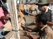 Jelang Ramadan, Ternak di Aceh Divaksinasi Cegah PMK
