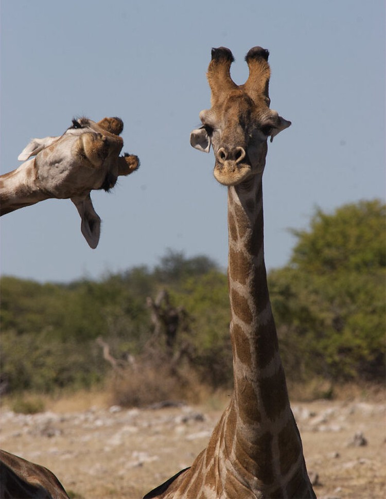 Karya Jawara Wildlife Photography Awards