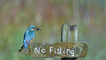 Karya Sally Lloyd-Jones peserta Comedy Wildlife Photo Awards 2020 Foto: Wildlife Photography Awards