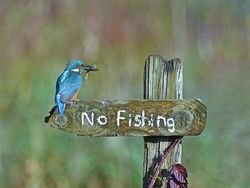 Aksi Lucu Para Hewan Bikin Gemas dan Ketawa