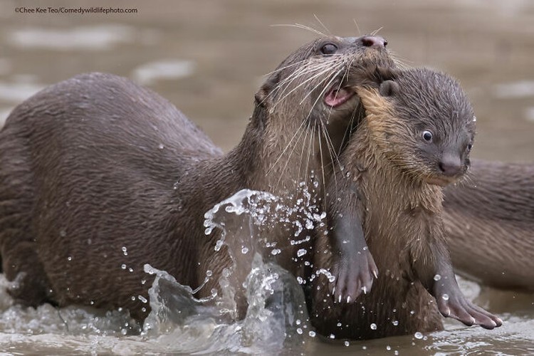 Karya Jawara Wildlife Photography Awards