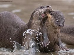 Aksi Lucu Para Hewan Bikin Gemas dan Ketawa