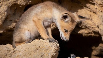 Karya fotografer peserta Comedy Wildlife Photo Awards 2020 Teo Foto: Wildlife Photography Awards