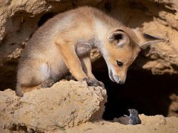 Aksi Lucu Para Hewan Bikin Gemas dan Ketawa