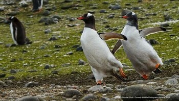 Karya Andre Erlich peserta Comedy Wildlife Photo Awards 2019 Foto: Wildlife Photography Awards