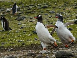 Aksi Lucu Para Hewan Bikin Gemas dan Ketawa