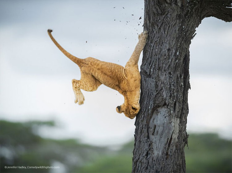 Karya Jawara Wildlife Photography Awards