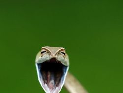 Aksi Lucu Para Hewan Bikin Gemas dan Ketawa