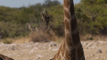 Karya Foto: Wildlife Photography Awards