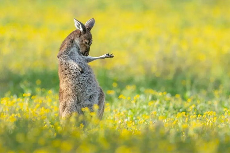 Karya Jawara Wildlife Photography Awards