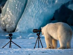 Aksi Lucu Para Hewan Bikin Gemas dan Ketawa