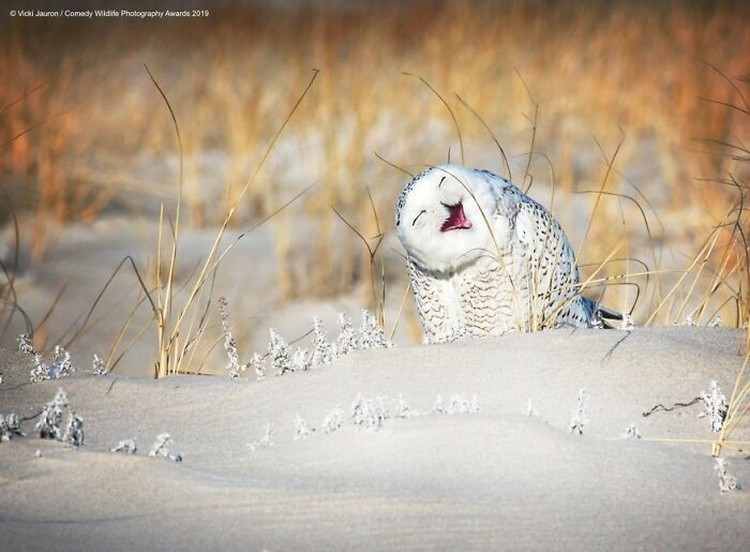 Karya Jawara Wildlife Photography Awards