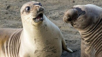 Karya George Cathcart peserta Comedy Wildlife Photo Awards 2017 Foto: Wildlife Photography Awards