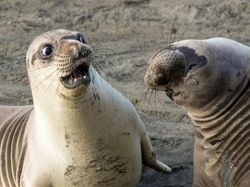 Aksi Lucu Para Hewan Bikin Gemas dan Ketawa