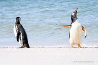 Karya Jawara Wildlife Photography Awards
