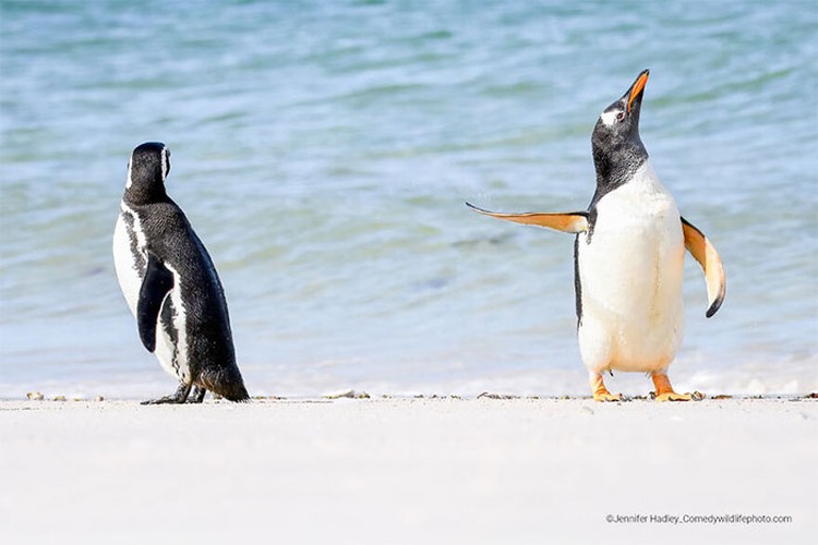 Karya Jawara Wildlife Photography Awards