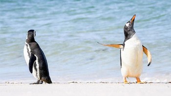 Talk To The Fin! karya Jennifer Hadley peserta Comedy Wildlife Photo Awards 2022. Foto: Wildlife Photography Awards