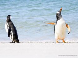 Aksi Lucu Para Hewan Bikin Gemas dan Ketawa