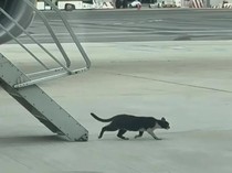 Kucing Bikin Ruwet Penerbangan, Picu Penundaan 2 Hari