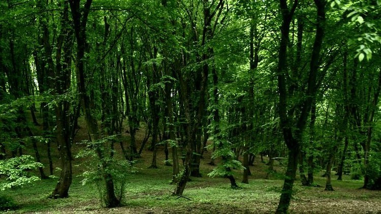 Kumpulan Hutan di Dunia yang Penuh Misteri Bikin Begidik