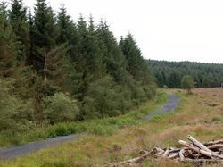 Kumpulan Hutan di Dunia yang Penuh Misteri Bikin Begidik