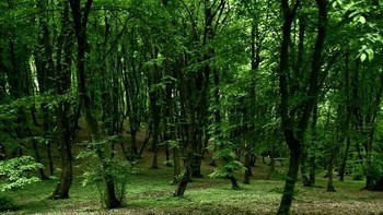 Hutan Hoia Baciu, yang terletak dekat dengan kota Cluj-Napoca di Rumania, sering dikaitkan dengan fenomena paranormal dan dikenal sebagai Segitiga Bermuda di Rumania. Ribuan orang mengaku mengalami berbagai gejala misterius setelah memasuki hutan tersebut mulai dari sakit kepala hingga mual. Tidak diketahui apakah ini karena sugesti atau penyebab sebenarnya yang tak terduga. Foto: Boredpanda  