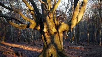 Hutan Epping seluas 6.000 hektar, yang membentang dari London timur hingga Essex, menjadi latar belakang kekejaman nyata yang menjadi tempat persembunyian para penjahat atau lokasi untuk menguburkan korban yang terbunuh. Foto: Boredpanda  