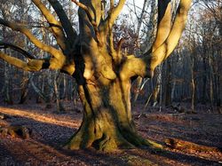 Kumpulan Hutan di Dunia yang Penuh Misteri Bikin Begidik