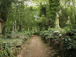 Kumpulan Hutan di Dunia yang Penuh Misteri Bikin Begidik