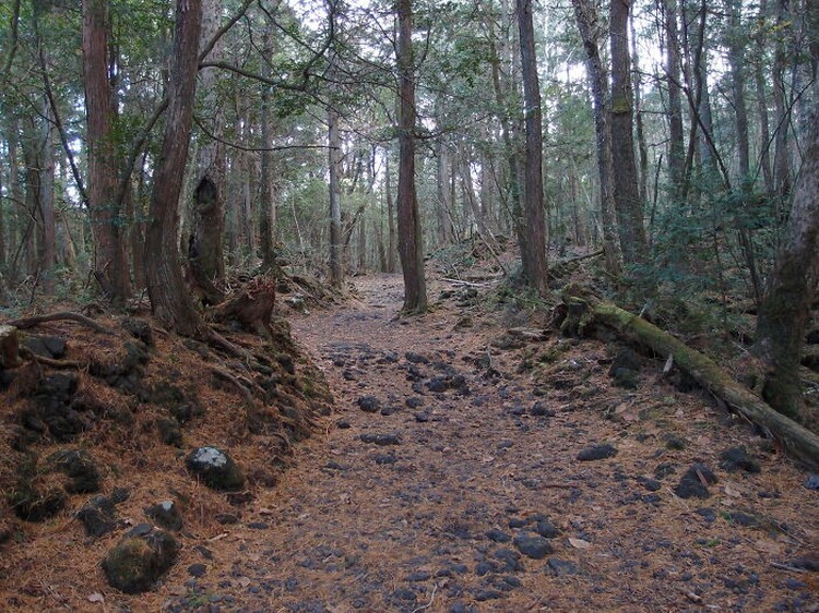 Kumpulan Hutan di Dunia yang Penuh Misteri Bikin Begidik