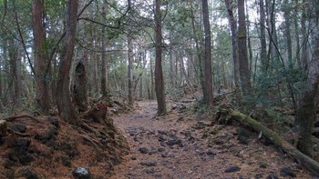 Hutan Aokigahara di Jepang yang dikenal sebagai hutan bunuh diri.  Foto: Boredpanda  