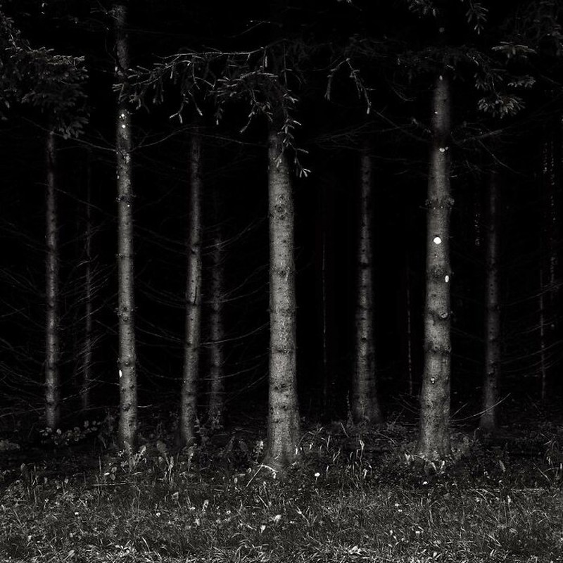 Kumpulan Hutan di Dunia yang Penuh Misteri Bikin Begidik