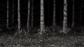 The Black Forest (Hutan Hitam), Jerman. Beberapa legenda yang terkait dengan hutan yang lebat dan suram ini menjadi latar dongeng Grimm Brothers yang menakutkan seperti Hansel dan Gretel. Selain penunggang kuda tanpa kepala, nimfa yang hidup di bawah air, dan manusia serigala, hutan ini menjadi latar fiksi untuk berbagai kisah fantastis. Foto: Boredpanda  