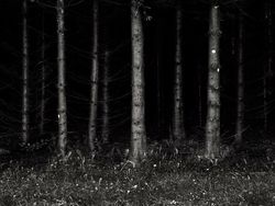 Kumpulan Hutan di Dunia yang Penuh Misteri Bikin Begidik